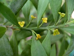 Image result for Osyris