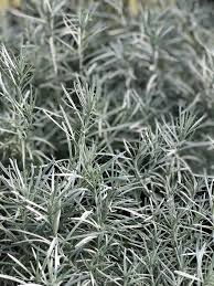 Image result for Helichrysum chasei