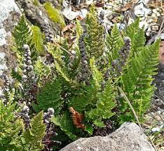 Image result for Cheilanthes perlanata