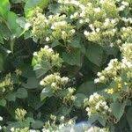 Image result for Cordia africana