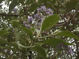 Image result for Solanum mauritianum