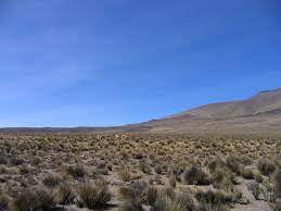 Hasta la línea de nieves perpetuas. Pajonal De Puna Autoridad Autonoma Del Colca Y Anexos Facebook