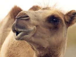 If you want to live in the desert and stay hydrated you will wear a camel back filled with drinking water won't you? Desert Animals For Kids