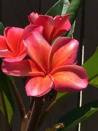 Firestorm Is On Fire Today Hawaii Flowers Amazing Flowers Beautiful Flowers