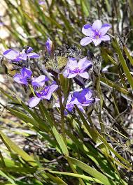 Image result for Aristea angolensis
