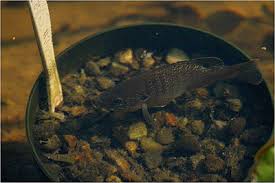Enroll at dickem farms for catfish farm training in lagos. Backyard Fish Farming