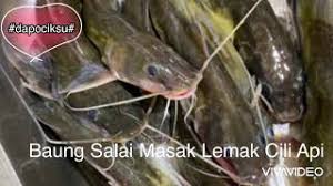 #bangauterbang #sungaiselangor #ikanbaung tidak di nafikan lagi ikan baung ekor merah ni bersaiz mega memang cepat membesar di perairan sungai di malaysia. Masakan Ikan Baung Salai Youtube