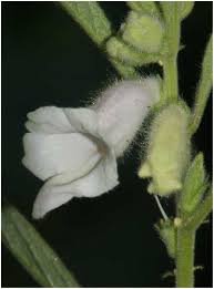 Image result for Sesamum calycinum