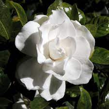 Gardenia Bugs How To Control And Eliminate Gardenia Insects Gardenia Plant Growing Gardenias Gardenia Shrub