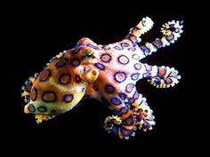 9 Deadly Dozen Of Australia India Africaasia Ideas Snake Venom Snake Deadly Creatures