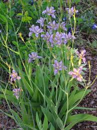 Image result for Pardancanda norrisii