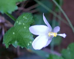 Image result for Hibiscus micranthus