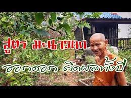 ส ตรมะนาวดก ออกดอกต ดผลท งป ไม ต องเส ยเง น ซ อสารเคม ด วยเคล ดล บน youtube ปล กผ ก ปล กผ กหล งบ าน เคล ดล บการด แลส ขภาพ
