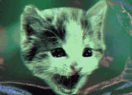 Weird Cat Gifs Get The Best Gif On Giphy