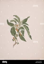 Image result for Discopodium penninervium