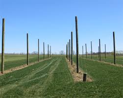 How the pro's setup a hops trellis: Fs1276 New Jersey Commercial Hops Production Faqs Rutgers Njaes