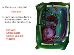 Identify the organelle that match with the description in the question. Cell Quiz Ppt Download