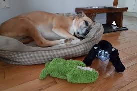 Stop Your Dog From Stealing Baby Toys Dog Toys Vs Baby Toys