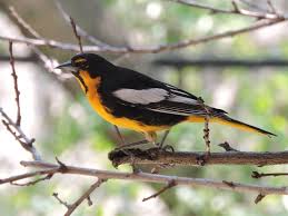 Birds That Look Like Orioles Black Backed Oriole Icterus Abeillei Lomas Hidalgo Tlalpan Distrito Federal Mexico Orioles Black Bird Habitats