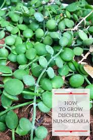 Live silver prices and updated silver coin values of u.s. How To Grow Dischidia Nummularia Or String Of Nickels