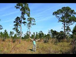 The property is interspersed with numerous ponds, wet prairies, cypress domes, pine flatwoods and remnant everglades marsh. Dupuis Management Area Hike In Florida 2017 Youtube