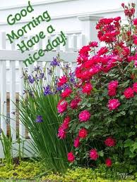Good Morning Greetings To All Plants Most Beautiful Gardens Shrub Roses