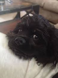 Black American Cocker Spaniel Puppy American Cockerspaniel Cocker Spaniel Puppies Black Cocker Spaniel Cocker Spaniel