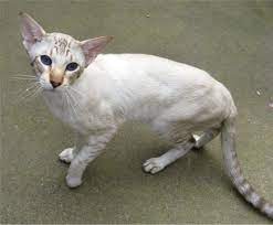 Oriental Shorthair Cat Breed Oriental Shorthair Cat Breeds Oriental Shorthair Cats