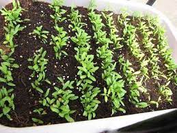 4 Easy Steps To Grow Coriander At Home Growing Coriander Growing Cilantro Indoor Herb Garden