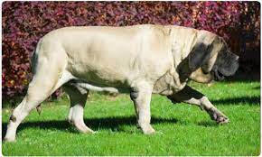 the english mastiff is one of the largest dog breeds recognized by the american kennel club growing to a heig worlds largest dog dog breeds largest dog breeds