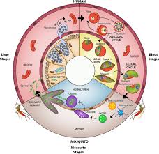 Gametocytes are the sexual forms of plasmodium parasites this simply means that the sexual forms represent the male and female forms that need to be taken in the blood by mosquitoes. Life Cycle Of Plasmodium Falciparum