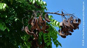 Image result for Erythrophleum suaveolens