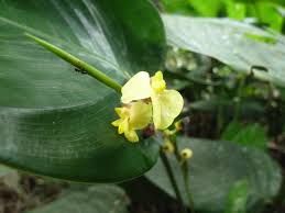 Image result for Marantochloa congensis