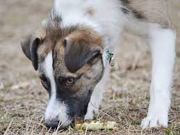 Dont make a panic desecion first red this guide. Can Dogs Eat Pickles Canine Hq