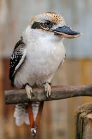 9 Cutest Australian Animals Can You Eat Them Cute Australian Animals Australian Animals Animals Are Beautiful People