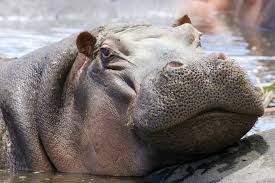 The puffer fish is so poisonous that fishermen won't go near them without wearing thick gloves. Hippo S Africa S Most Dangerous Animal