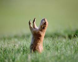 Preparing For Ground Hog Day Funny Animal Pictures Funny Animals Praise The Lords