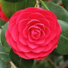 Image Result For Middlemist Red Camellia Rare Flowers Flowers Camellia Flower