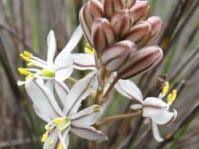 Image result for Dyschoriste transvaalensis