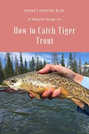 A Helpful Guide On How To Catch Tiger Trout Tiger Fish Trout Catch
