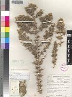 Image result for Asparagus suaveolens