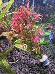 Image result for Nesaea ramosa