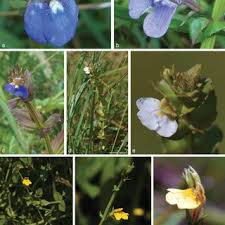 Image result for Helixanthera schizocalyx