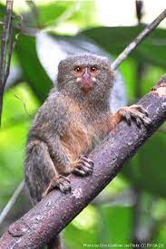 Pygmy Marmoset Pygmy Marmoset Animals Rainforest Habitat