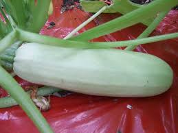 Check spelling or type a new query. Go Italian For A New Outlook On Zucchinis Veggie Gardening Tips