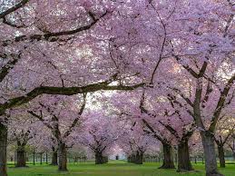 Maybe you would like to learn more about one of these? 7 Beautiful Flowering Trees And How To Identify Them Earth Com