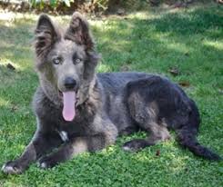 Lycan white blue bay shepherd. Blue Bay Shepherd The Essential Breed Guide Pets4you