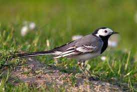 In der bachstelze und im hotel böhlerstern ist immer was los. Bachstelze Vogel Im Garten Pflanzenfreunde