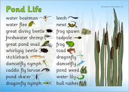 pond life word mat sb4518 sparklebox pond life pond