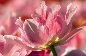 Photo Tulipa Peach Blossom Tulpe By Tina Horst Herzig Photography Tulpen Blumen